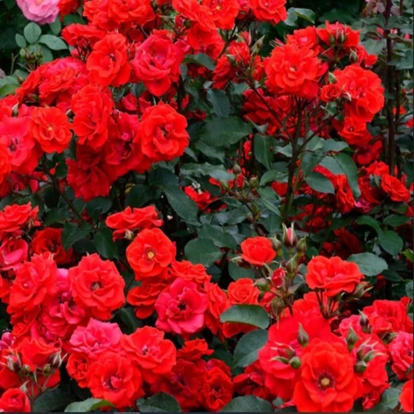 Tüplü Brillant Fc Kırmızı Renk Yediveren Masal Gülü Fidanı ürün görseli