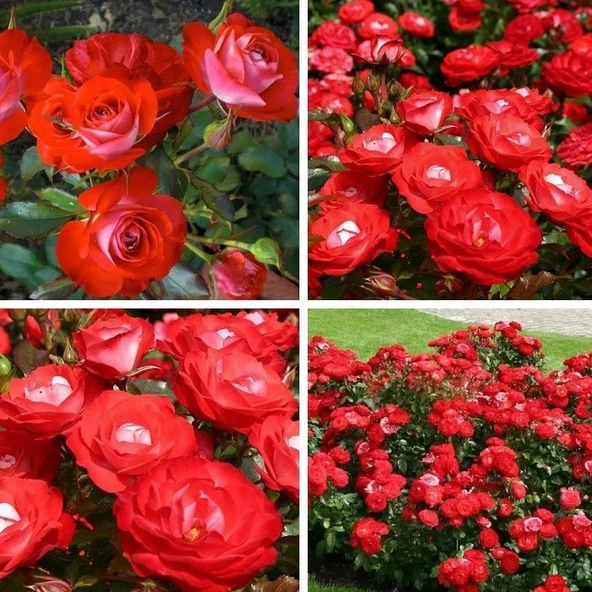 Tüplü Yer Örtücü Planten Un Blomen Kırmızı Beyaz Yediveren Gül Fidanı - 1