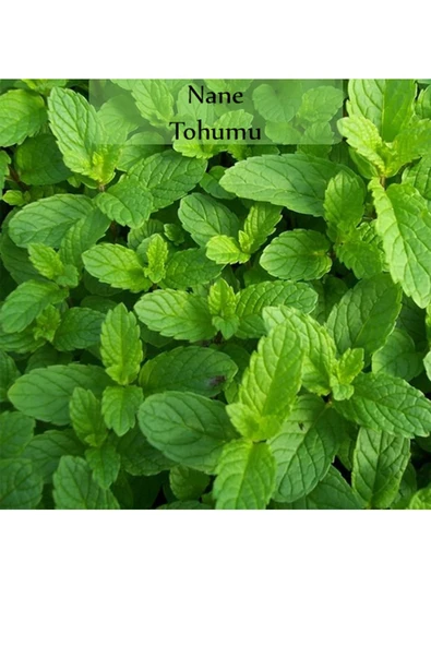 6 Paket Tohum No11 Yeşil Bitki Tohumları Salata Tohumları Nane Tohumu Ekşi Ot Roka Fesleğen Tohumu - 2