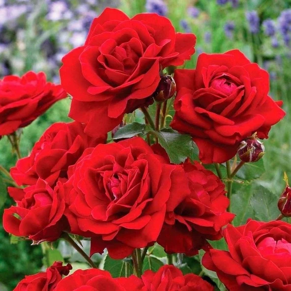 Tüplü Soğuklara Dayanıklı Kırmızı Jugendliebe Yediveren Gül Fidanı ürün görseli