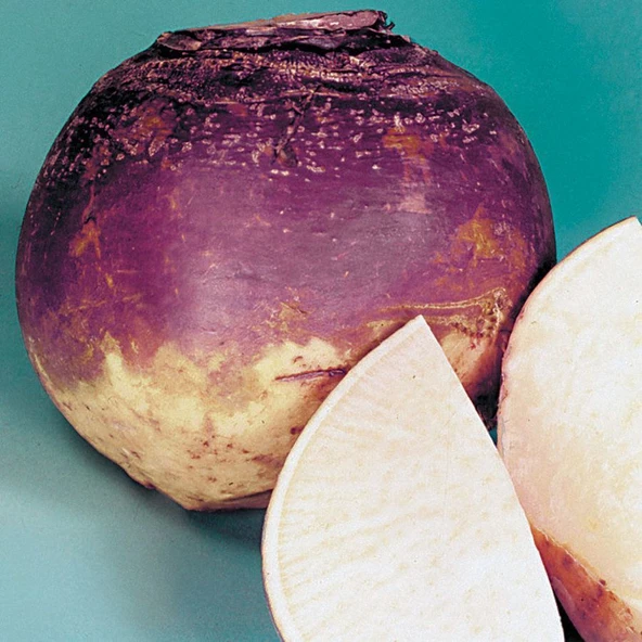 Doğal  Purple Top Amrikano Şalgam Tohumu( 30 tohum) ürün görseli