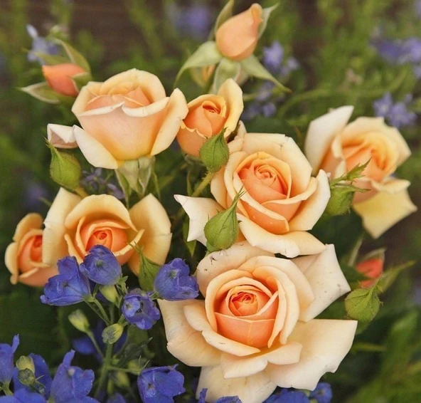 Tüplü Kordes Rosen Kokulu Sweet Honey Gül Fidanı ürün görseli