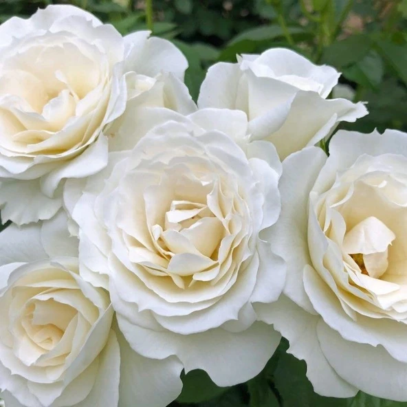 Tüplü Çok Goncalı Baby Schneewitchen Yediveren Gül Fidanı ürün görseli