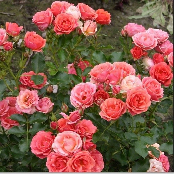 Tüplü Salmon Yediveren Goncalı Masal Gülü Fidanı