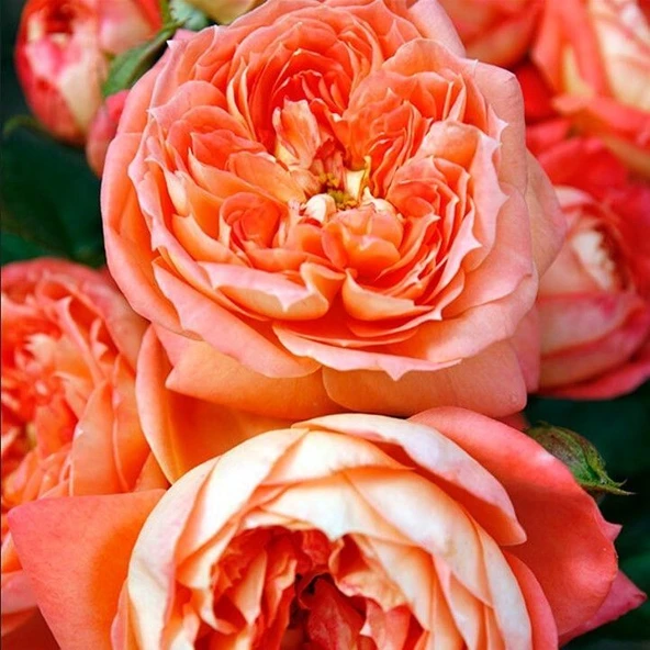 Tüplü Kordes Kokulu Yediveren Koyu Turuncu Queen Of Hearts Gül Fidanı ürün görseli