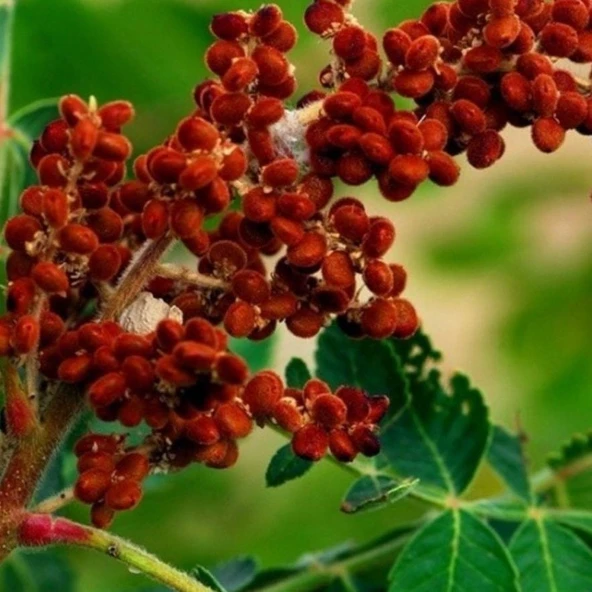Doğal Anadolu Sumak Tohumu (1000 adet) ürün görseli