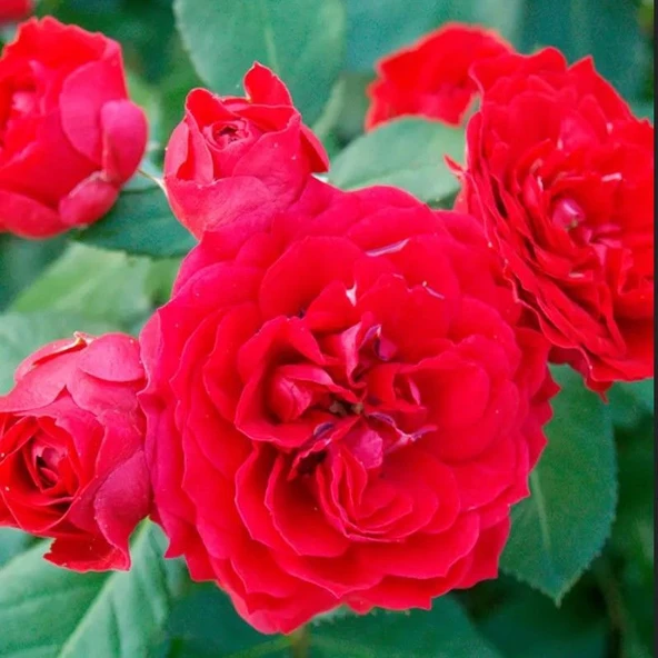 Tüplü Ruby Yediveren Çok Goncalı Masal Gülü Fidanı ürün görseli