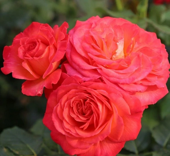 Tüplü Vulcano Yediveren Goncalı Masal Gülü Fidanı ürün görseli