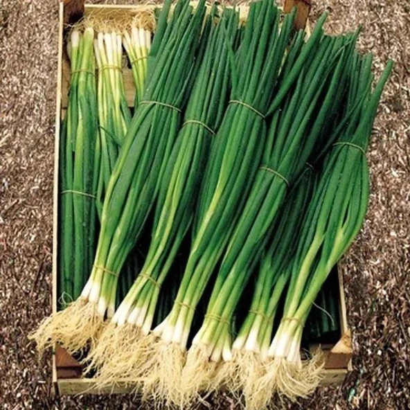 Ata Tohumları Geleneksel Yüksek Aromalı Yeşil Soğan Tohumu(50 Tohum) ürün görseli