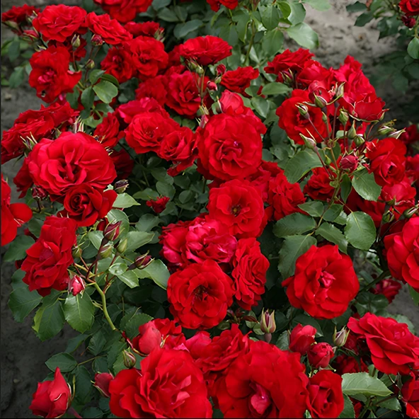 Tüplü Soğuklara Dayanıklı Goncalı Roter Drache Yediveren Gül Fidanı ürün görseli