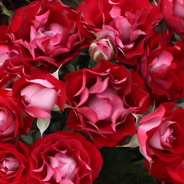 Tüplü Çok Goncalı Özel Rose Der Einheit Yediveren Gül Fidanı - 1