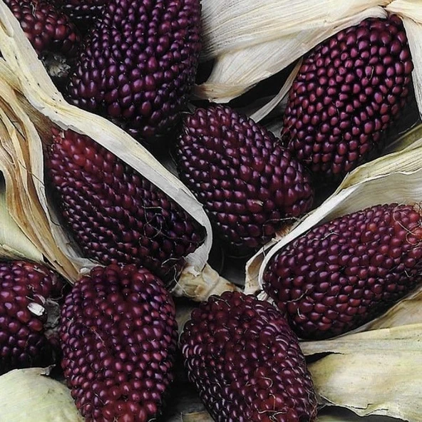 Strawberry Mısırı Tohumu (10 tohum) ürün görseli