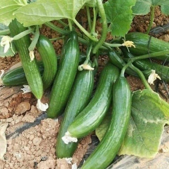 Heybe Dolduran Oturak F1  Hıyar Tohumu (10 tohum) ürün görseli