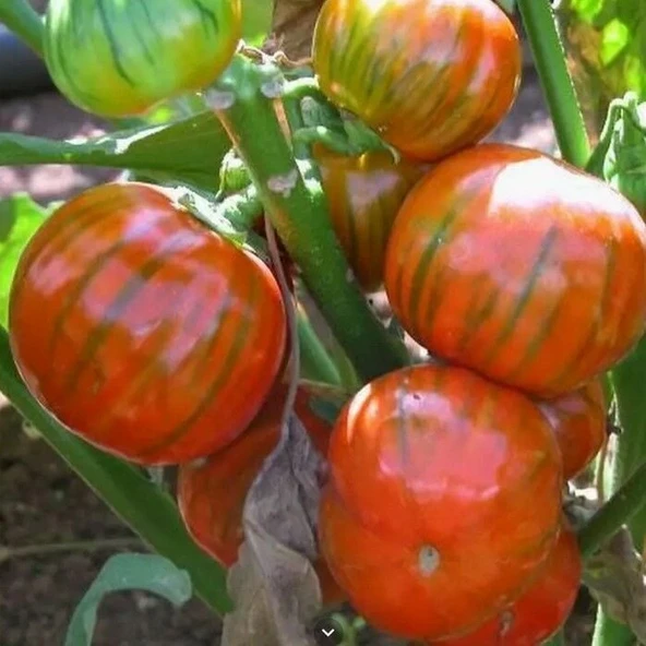 Rossa Di Rotonda Etli  Yumurta Patlıcan Tohumu (15 tohum) ürün görseli