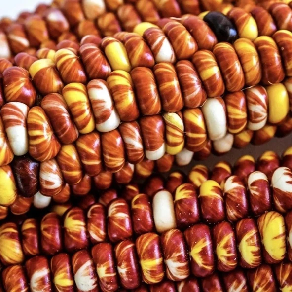 Ata Tohumları Geleneksel Montana Sunburst Mısır Tohumu(10 tohum)