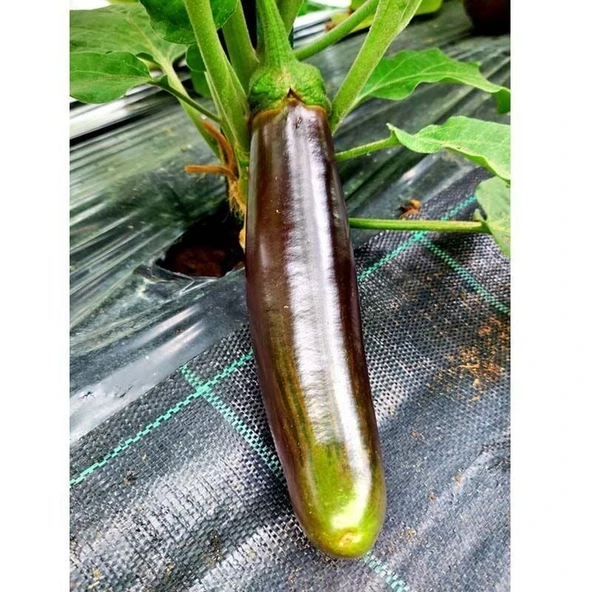 Bangladeshi Long Etli  Patlıcan Tohumu (15 tohum) ürün görseli