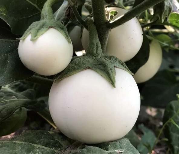 Big White Beyaz Patlıcan Tohumu (15 tohum) - 1