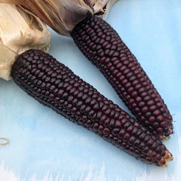 Ata Tohumları Geleneksel Japonica Striped Mısır Tohumu(10 tohum) ürün görseli