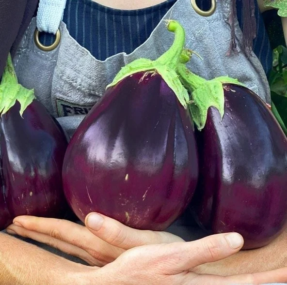 Geleneksel Ata Tohumları Kızartmalık Yemeklik Etli Topan Dilimli Patlıcan Tohumu (70 Tohum) ürün görseli