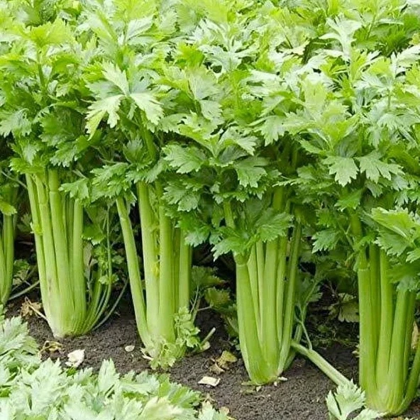 Ata Tohumları Geleneksel Golden Pascal Kereviz Tohumu (100 tohum) ürün görseli