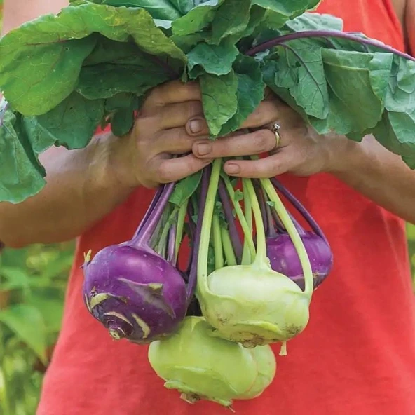 Ata Tohumları Geleneksel Mixed  Kohlrabi (Alabaş) Tohumu  (15 Tohum)