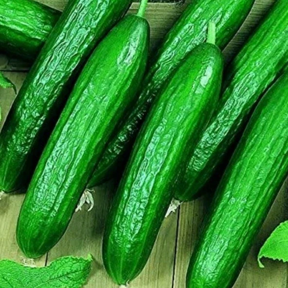 Bol Döken Kokulu Beith Alpha F1 Salatalık Tohumu (10 adet) ürün görseli