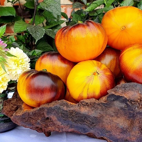 İri Etli Meyveli Wolverine Domates Tohumu (15 tohum) ürün görseli