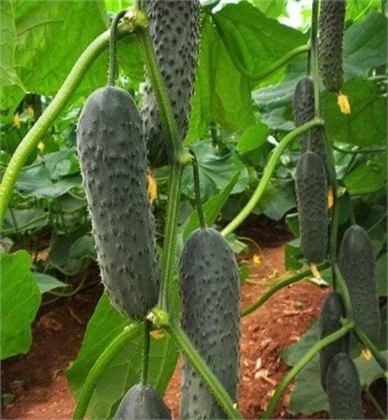 Tırtıklı Kütür Kütür Yemesi Olan Dikenli Hıyar Tohumu  (10 Tohum) ürün görseli