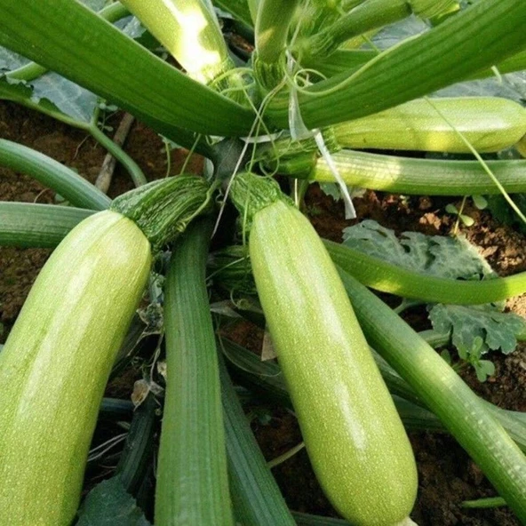 Ata Tohumları Geleneksel Kolsuz Beyaz Kabak Tohumu (20 tohum) ürün görseli