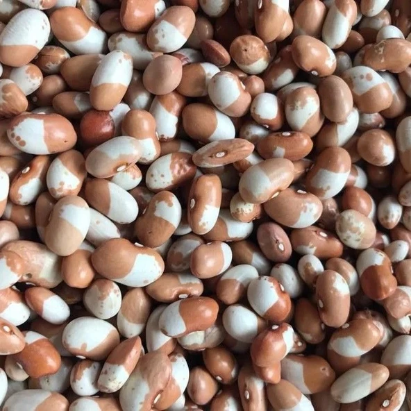 Geleneksel Ata Tohumları Keklik Sırık Fasulye Tohumu (10 tohum)