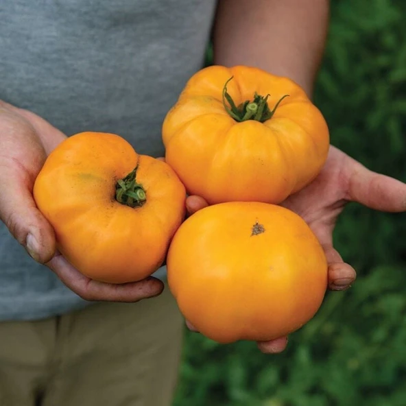 İri Meyveli Etli Dr.Wyche's Yellow Domates Tohumu (15 tohum) - Resim 2