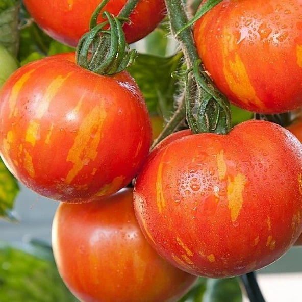 Alacalı Tigerella Domates Tohumu (15 tohum) ürün görseli