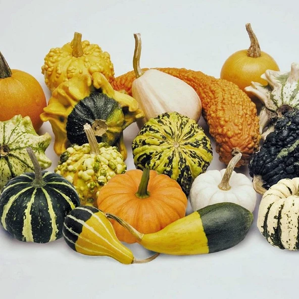 Karışık Süs Su Kabağı Tohumu (10 tohum) ürün görseli