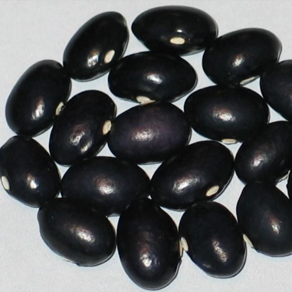 Geleneksel Grandma Ginas  Fasulye Tohumu (10 tohum) ürün görseli