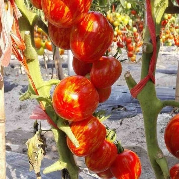 Etli Pink Zebra  Domates Tohumu (15 tohum) ürün görseli