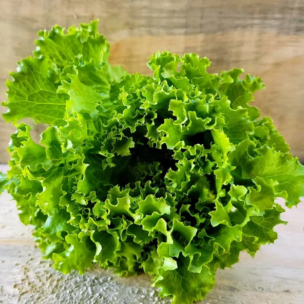 Geleneksel  Soğuğa Dayanıklı Black Sea Kışlık Yeşil Kıvırcık Marul Tohumu (100tohum) ürün görseli