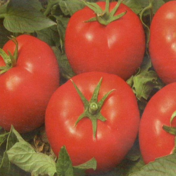 Narita F1 Sırık Domates Tohumu (10 tohum) ürün görseli