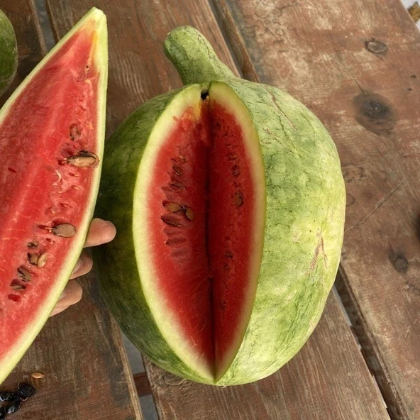 Ata Tohumları Geleneksel Toros Nadir Doğal  Söbü Ampül Karpuz Tohumu (5 tohum) - Resim 2