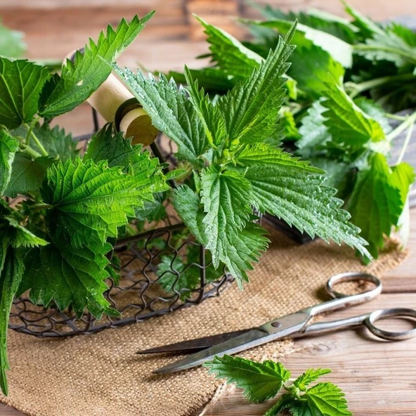 Ata Tohumları Geleneksel Doğal Isırgan Otu Tohumu(50 Tohum) ürün görseli