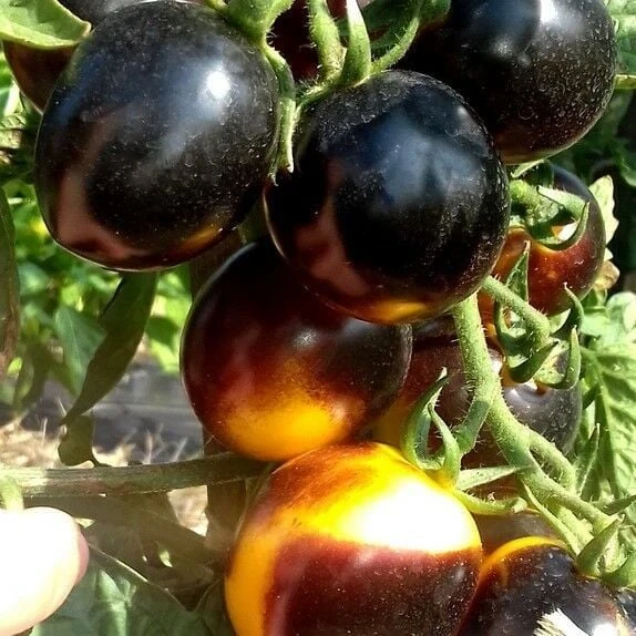Bosque Bumblebee Cherry Domates Tohumu (15 tohum) - Resim 2