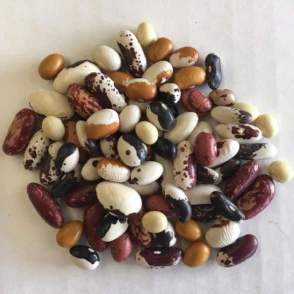 Geleneksel Mixed Fasulye Tohumları (10 tohum) ürün görseli
