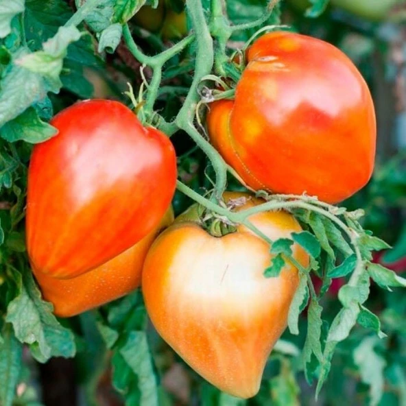 Red Oxheart Kalp Şeklinde Meyvesi Olan Domates Tohumu(15 tohum) ürün görseli