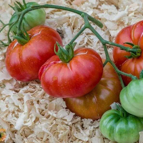 Etli Red Calabash Domates Tohumu (15 tohum)