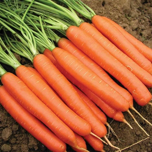 Geleneksel Tohumlar Scarlet Nantes Turuncu iri Meyveli Havuç Tohumu (200 tohum) ürün görseli