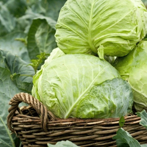 Ata Tohumları Dolmalık  Sarmalık Yalova Beyaz Lahana Tohumu (100 tohum) ürün görseli