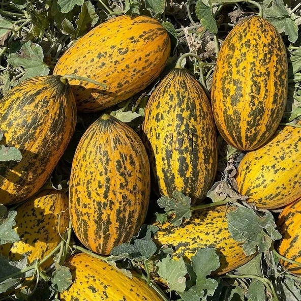 Ata Tohumları Geleneksel Kırkağaç 589 Basık Kavun Tohumu (20 tohum) ürün görseli