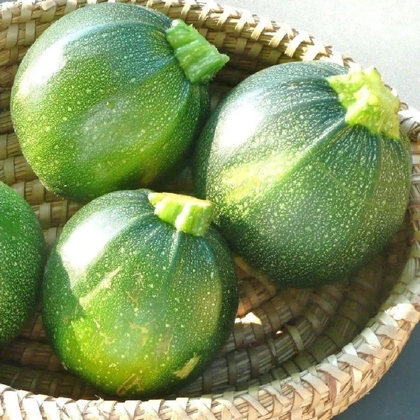 Ata Tohumları Geleneksel Yazlık Dolmalık Topak Kabak Tohumu (10 tohum) - 1