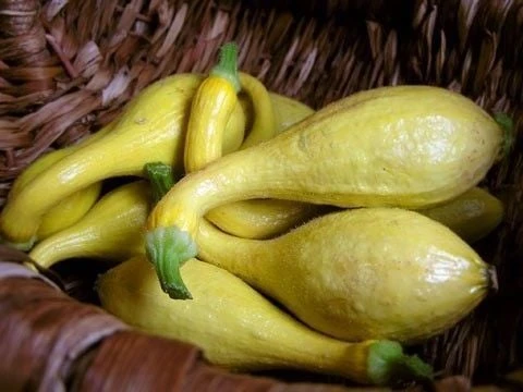 Crookneck Erkenci Yazlık Kabak Tohumu (10 tohum)
