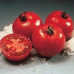 Doğal Floridade Domates Tohumu(20 tohum)