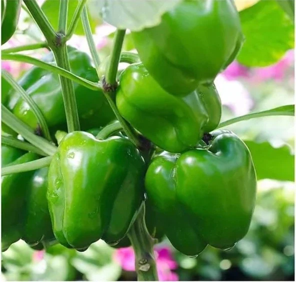 Geleneksel Kandil Dolmalık Biber Tohumu  (70 adet) ürün görseli